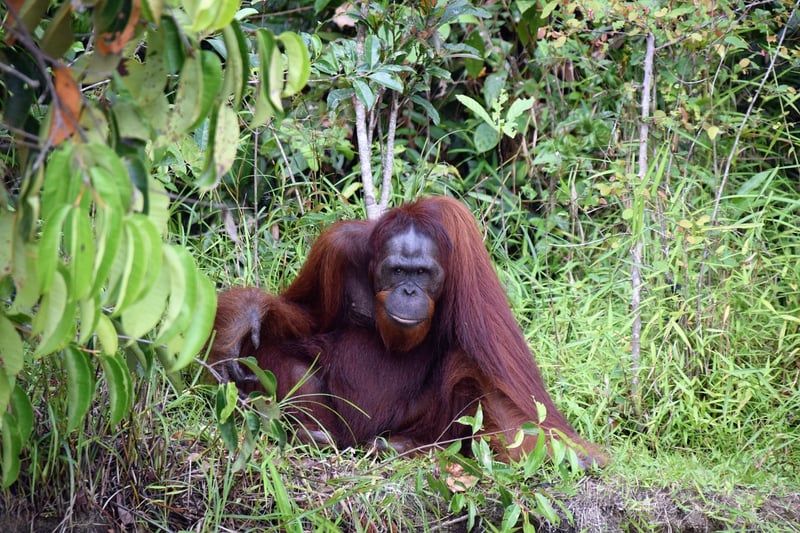 Borneo Rainforest