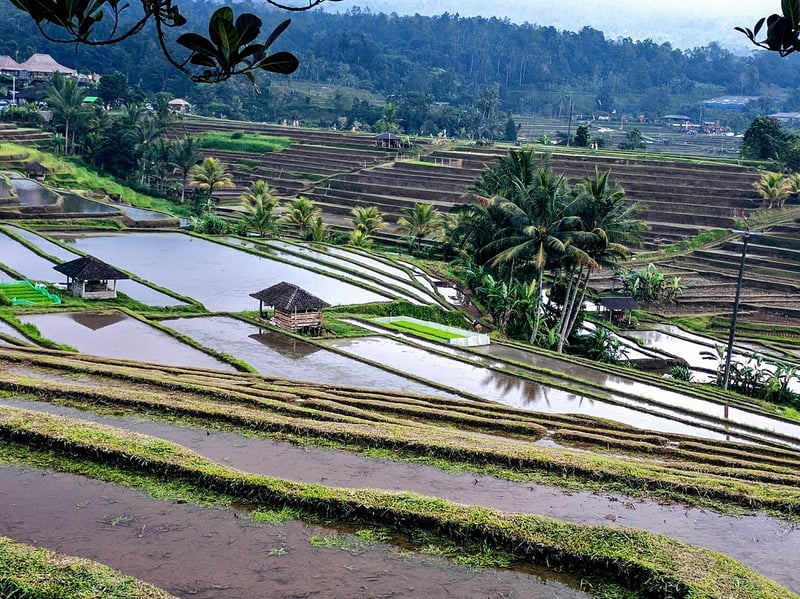 Bali Rainforest